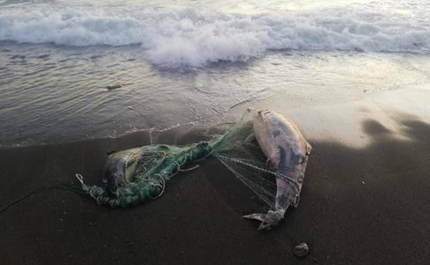 Hallan dos delfines varados y sin vida en una playa de Adra