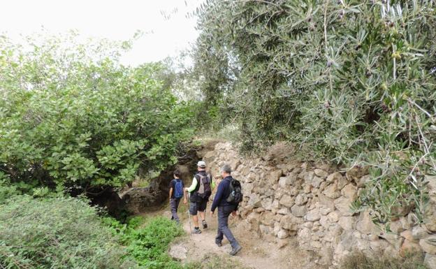 Una caminata vegetal a Guarros