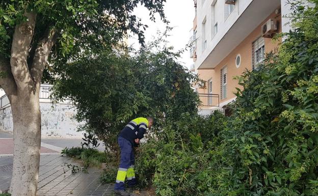 Adra necesita oficiales de pintura, albañiles, jardineros y auxiliares administrativos