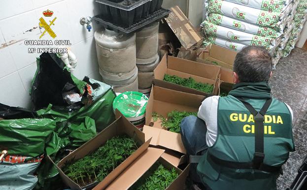 Detenido en Adra el responsable de un cultivo de marihuana con más de medio millar de plantas