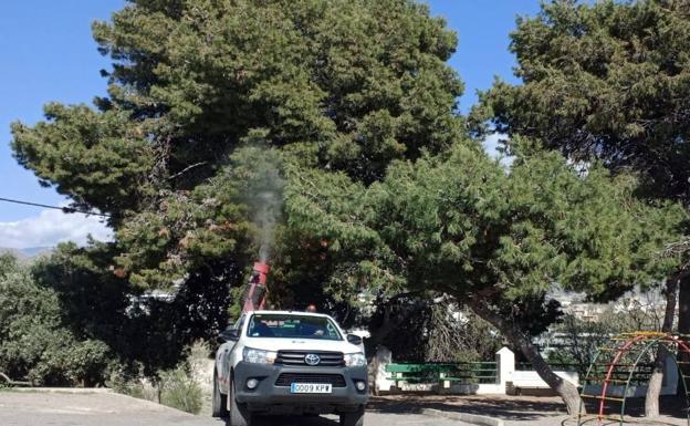 Adra combate la presencia de la oruga procesionaria en colegios y espacios públicos con pinos