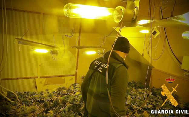 Tres detenidos en Adra por cultivar marihuana en su casa con hijos menores de edad