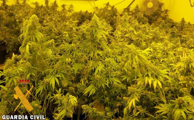 Detenidas cuatro personas y desmantelados varios cultivos de marihuana en Adra