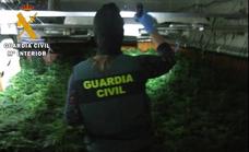 1.100 plantas de marihuana, una pistola y cinco detenidos en viviendas ocupadas ilegalmente en Berja