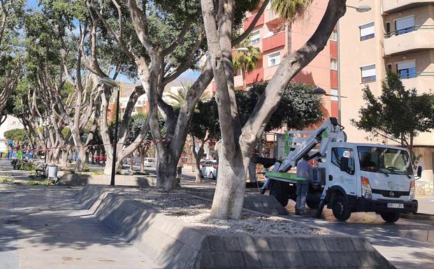 Avanza el plan de jardines: de los ficus del Puerto a las palmeras del paseo