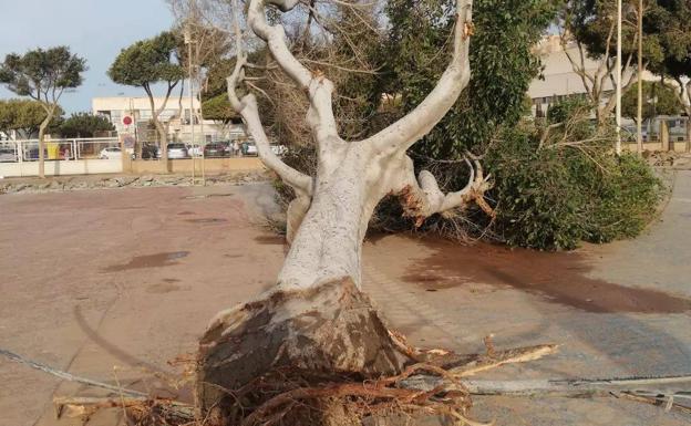 Las obras del Puerto provocan la retirada de una treintena de árboles en Adra