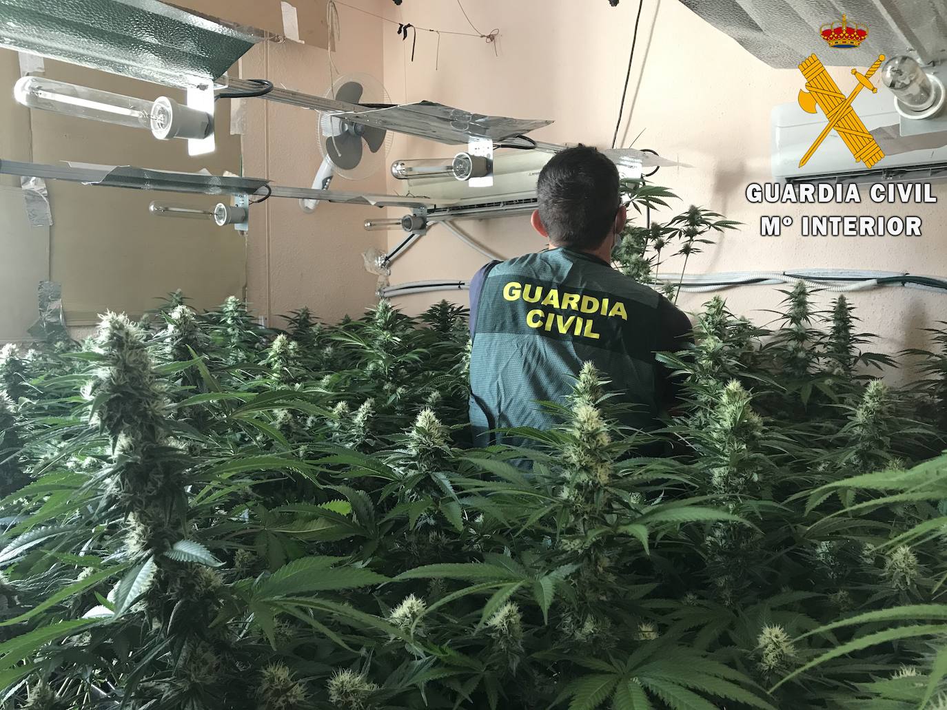 Un efectivo de la Guardia Civil en mitad de una plantación indoor de marihuana.