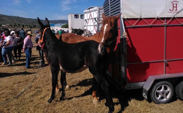Resurgir de la feria de ganado