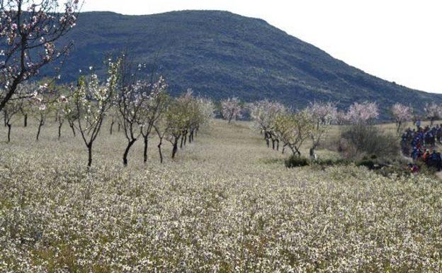 Demandan un "riego de socorro para salvar" cuatro millones de árboles frutales