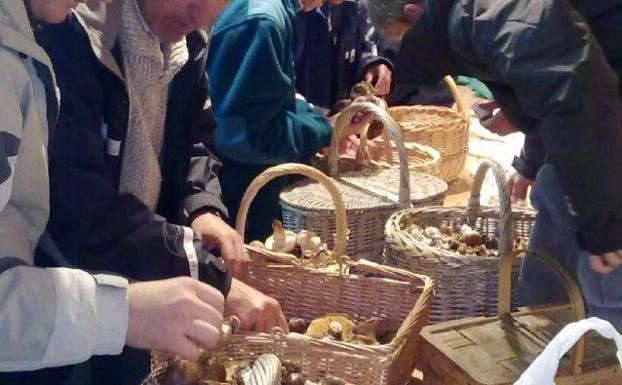 XIV Jornadas micológicas de Sierro los días 18 y 19 de noviembre