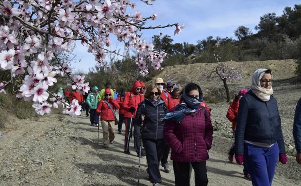 La Ruta de la Flor del Almendro en Albox cumple 10 este año con diversas actividades