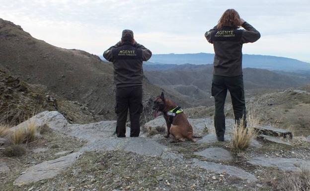 Medio Ambiente refuerza la vigilancia contra el furtivismo en la Sierra de los Filabres durante la berrea del ciervo