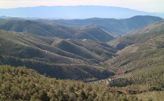 La Junta impulsa el sector empresarial forestal y el empleo verde a través del PGI de Filabres