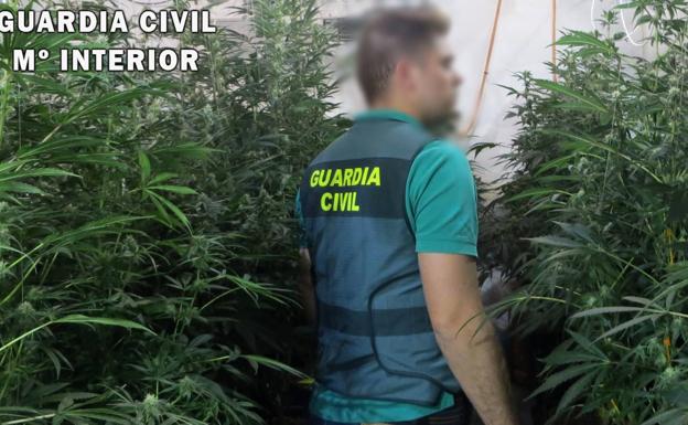 Seis perros y 20 cámaras de seguridad para vigilar una plantación de marihuana en Albox