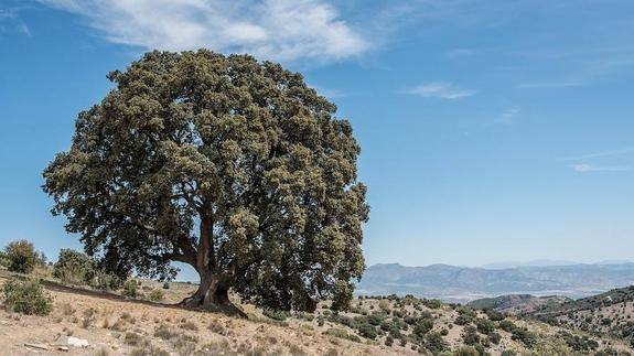 Amigos de la Alcazaba pide a la Junta que actúe para salvar «el árbol más grande de Andalucía»