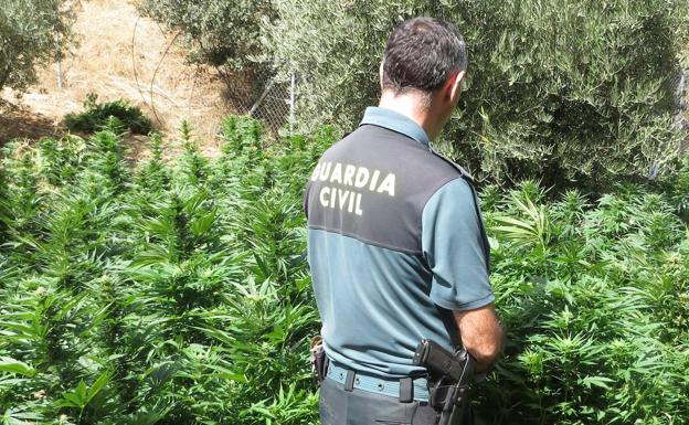 En prisión tres hombres detenidos tras hallar 2.000 plantas de marihuana en Oria