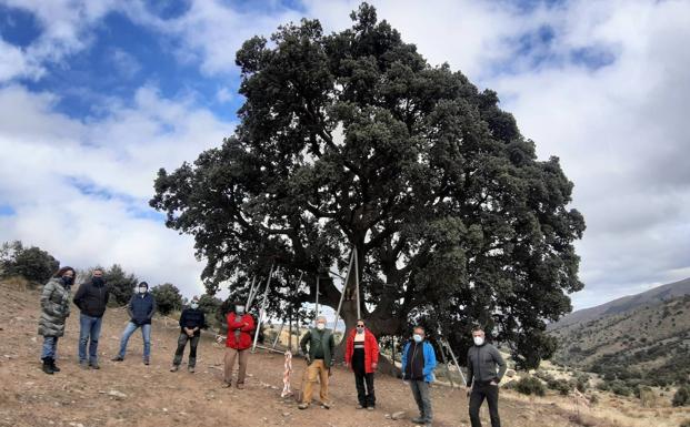Asociados para salvar la Encina milenaria de Serón