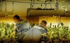 Tres detenidos al hallar una plantación de marihuana en una casa de Laroya
