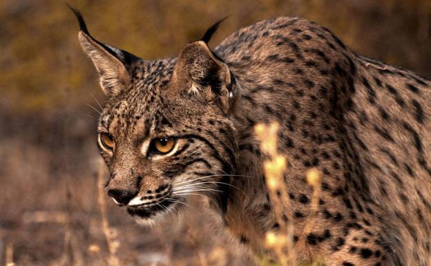 Muere el sexto lince ibérico atropellado en las carreteras andaluzas en 2017