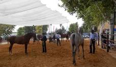 La XIV edición de Anducab se va a celebrar entre los días 31 de agosto al 3 de septiembre
