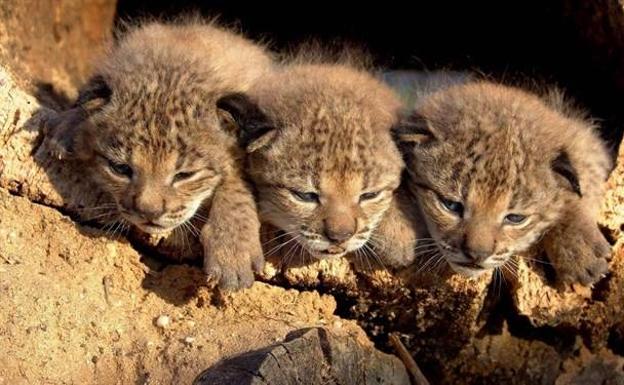 La hembra de lince Novata da a luz con apenas un año a dos cachorros en el área de Andújar-Cardeña