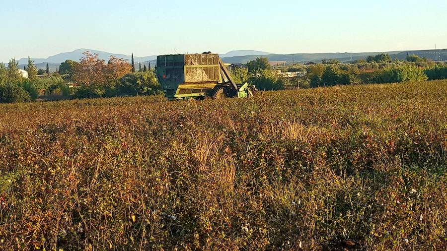 El tiempo y sus efectos diferentes en el campo