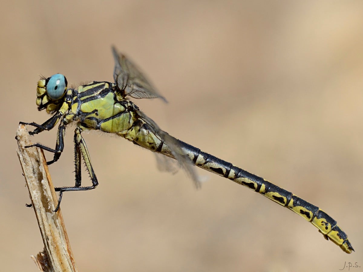 Un informe revela la gran incidencia del invertebrado odonato en el parque natural Sierra de Andújar