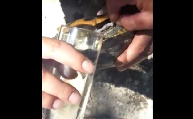 Denuncian a varios jóvenes por emborrachar a una tortuga y subir el vídeo a internet