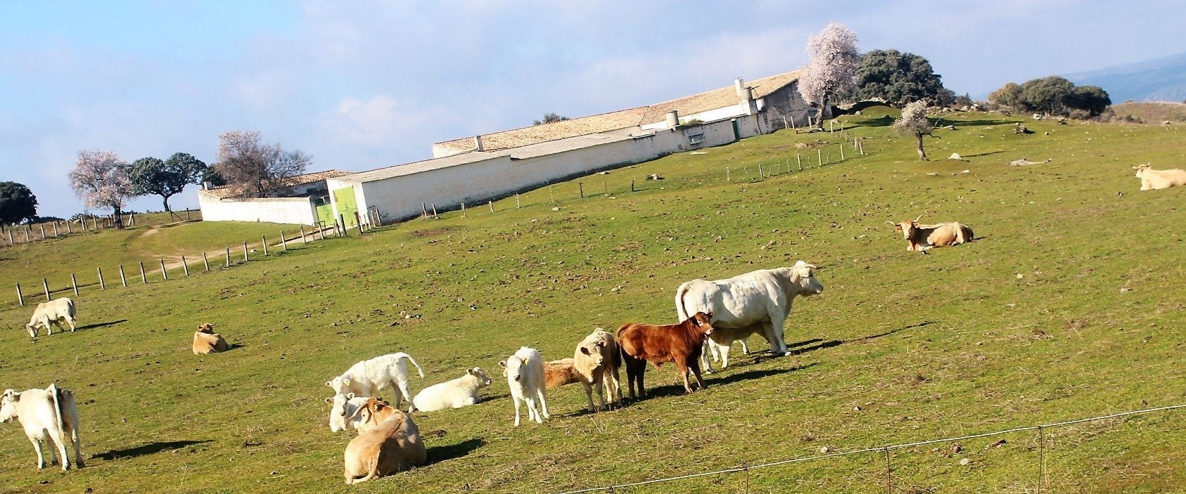 Ganaderos de la provincia y de la zona de Sierra Morena avisan de la posible desaparición de las reses bravas