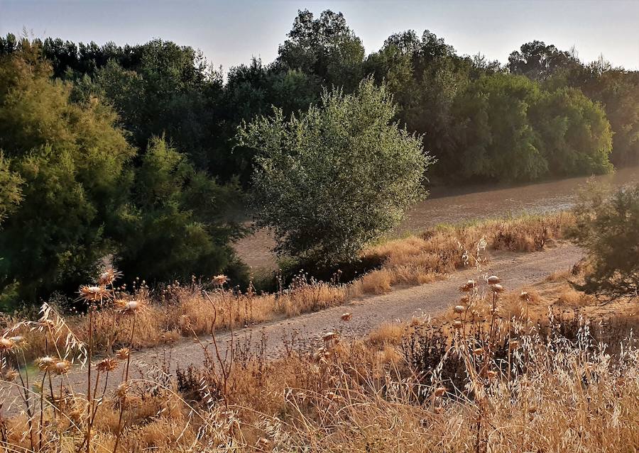 La Concejalía de Medio Ambiente se marca como gran reto la integración del río en la ciudad