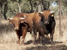 El calor y la falta de lluvias favorecen el cultivo del algodón y merma al olivar