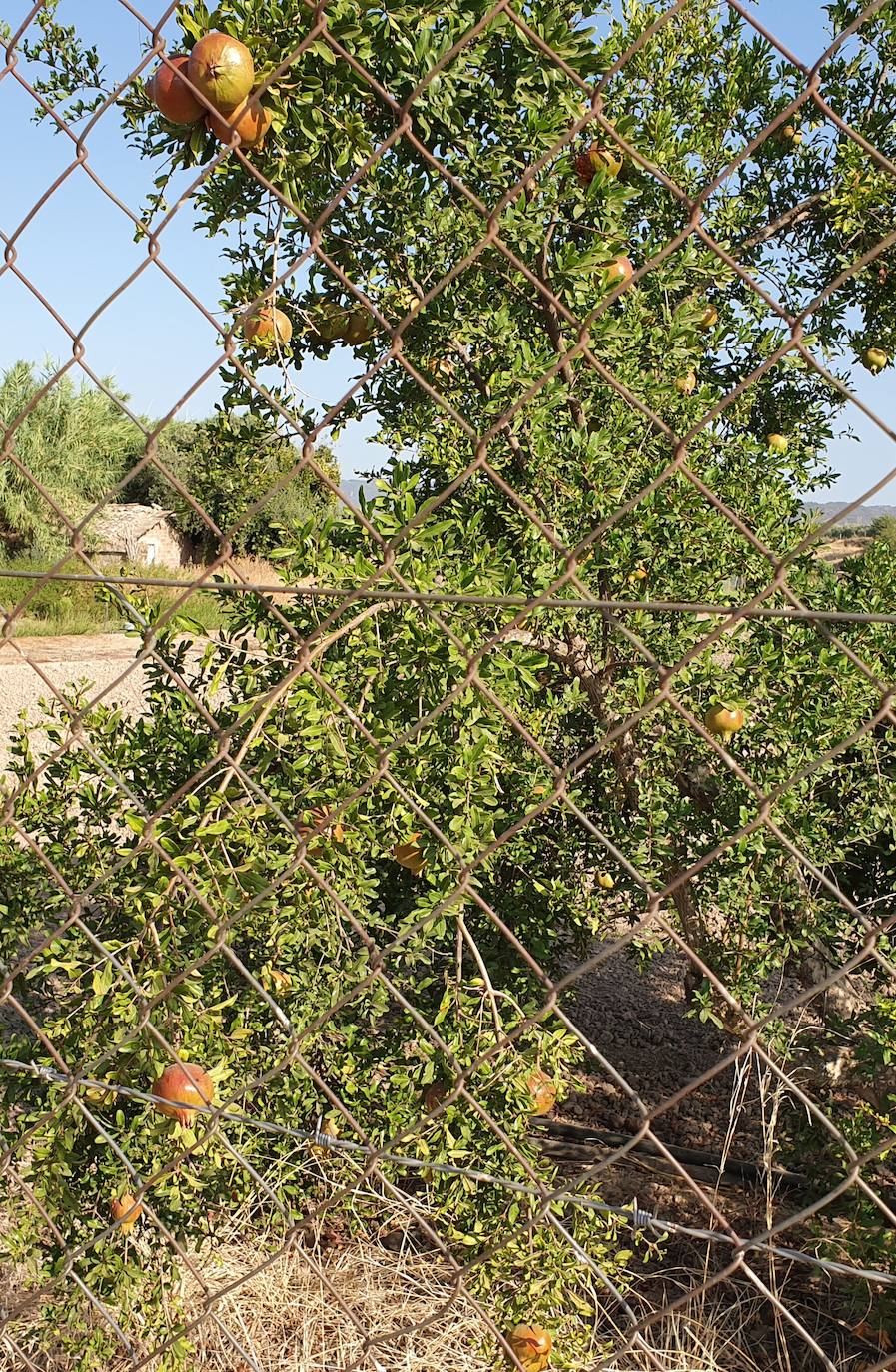 Los frutales han quedado reducidos a la mínima expresión en Andújar y su comarca