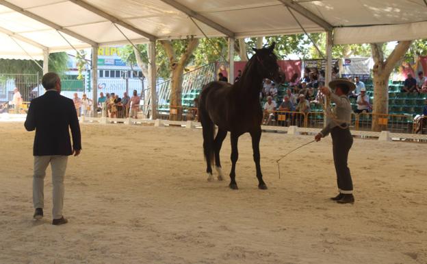 Referente del caballo de pura raza español