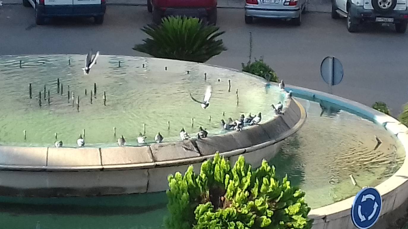 Un grupo de vecinos de la barriada Plaza de Toros piden que se alejen las palomas por la suciedad que generan