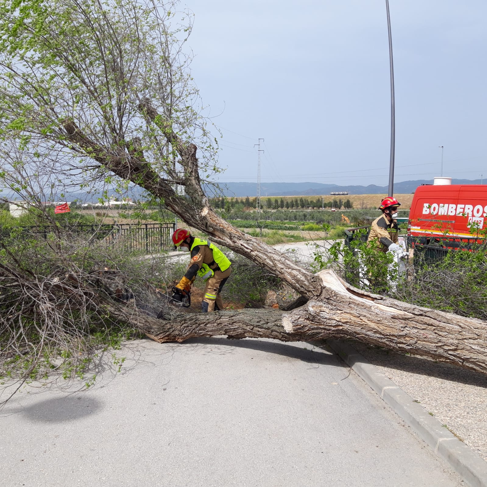 Un árbol de grandes dimensiones se derrumba en uno de los accesos al poblado de Vegas de Triana