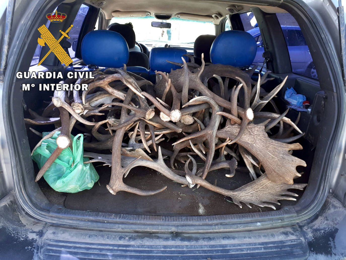 La Guardia Civil interviene 69 kilos de cuernas procedentes de desmogue de ciervos y gamos