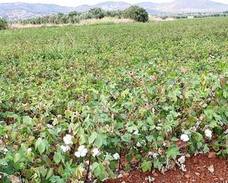 Las lluvias animan al campo y anticipan buenas cosechas en Andújar y comarca