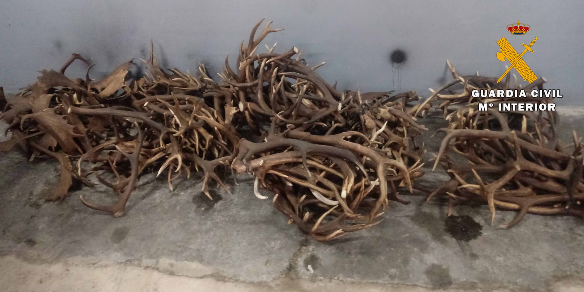 La Guardia Civil interviene 152 kilogramos de cuernas procedentes del desmogue de ciervos y gamos en Andújar