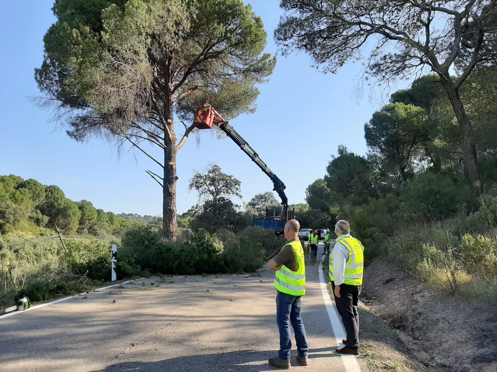Fomento realiza nuevos trabajos de poda en la A-6177 para mejorar la seguridad vial