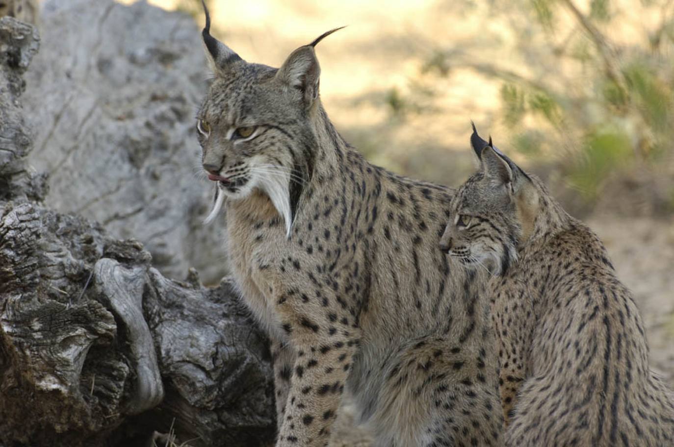 Crece la reproducción del lince en Andalucía y se estabiliza en Andújar
