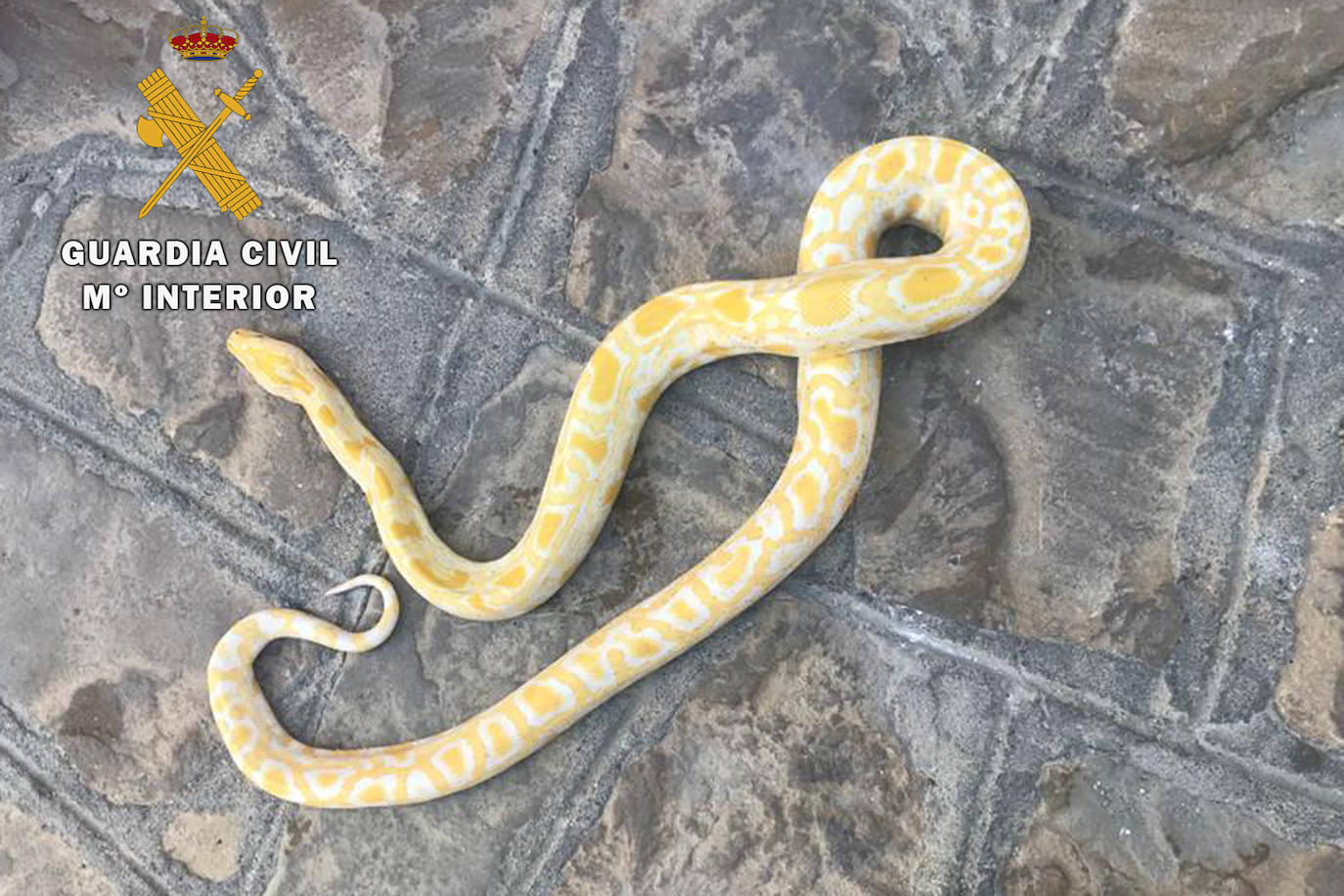 La Guardia Civil incoa un expediente sancionador a un vecino de Porcuna por tener un animal potencialmente peligroso