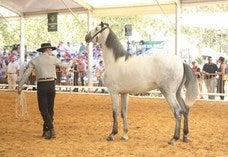 El Ayuntamiento decide suspender Anducab y la Feria Multisectorial