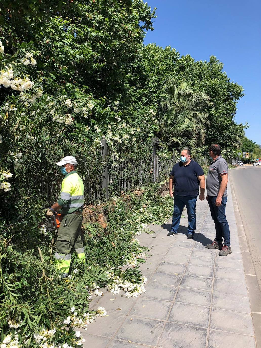 El área de Medioambiente y Desarrollo Sostenible lleva acabo un estudio sobre al estado de los arboles en zonas infantiles