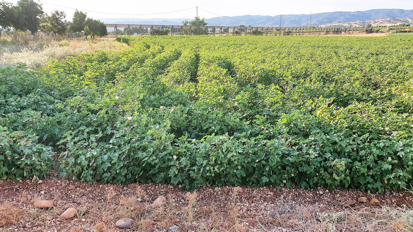 El calor, la pandemia, los bajos precios y las plagas generan desasosiego en el campo