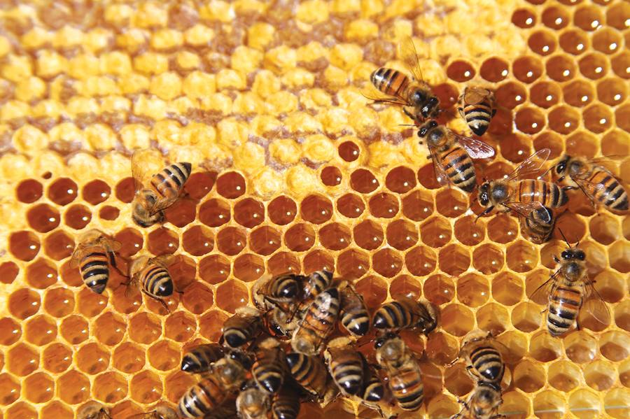 El calor provoca un merma de más de la mitad de la producción de miel en la zona