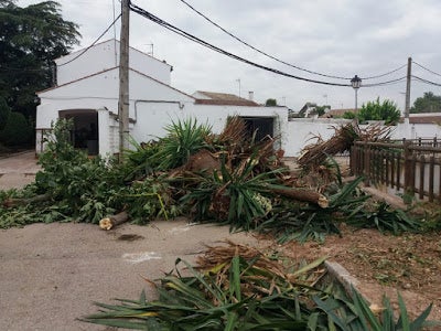 El colectivo Ameco denuncia una tala indiscrinada de arboleda en Los Villares de Andújar