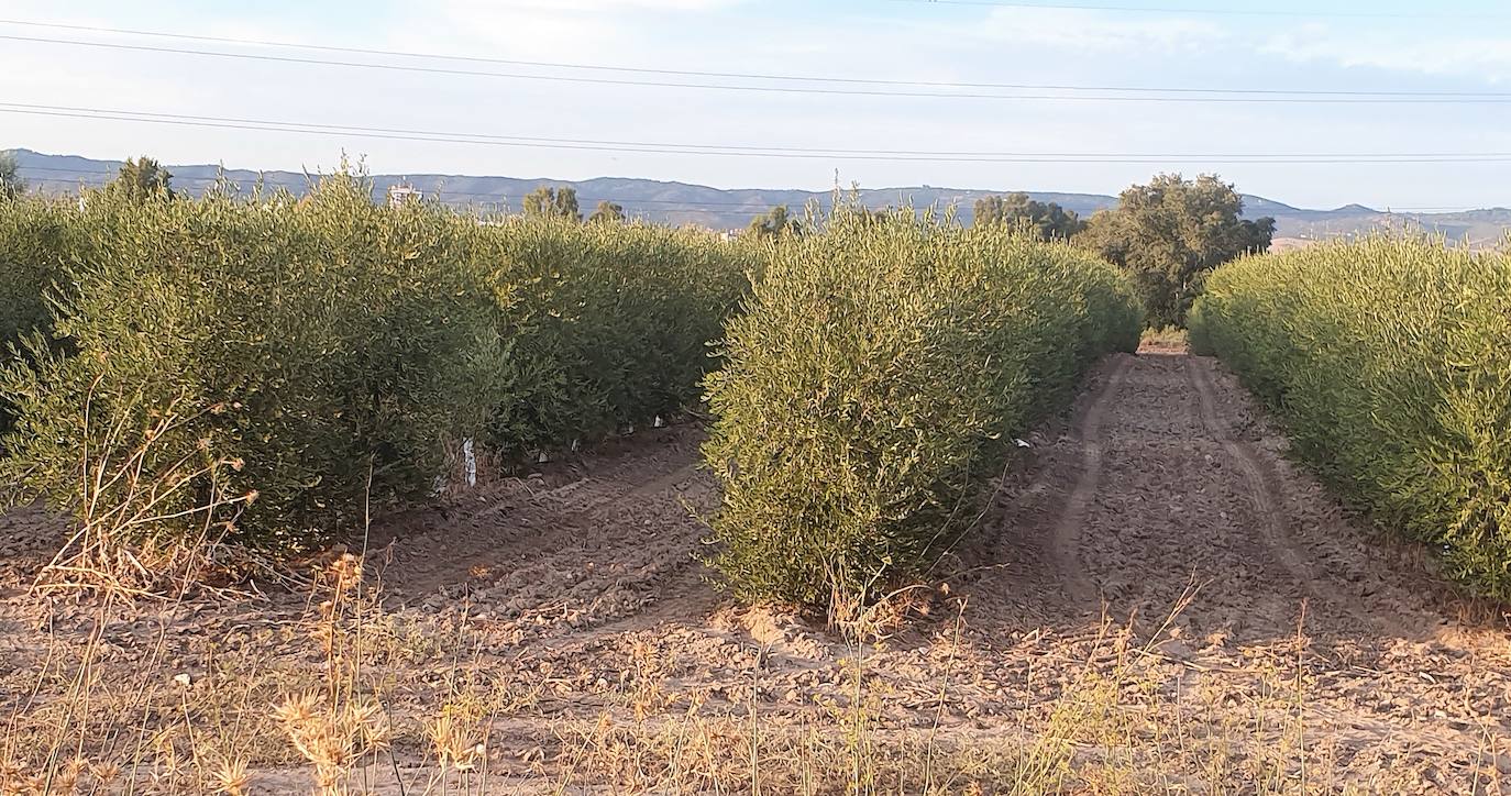 La calidad y promoción del aceite premium arrojan luz entre la maltrecha economía