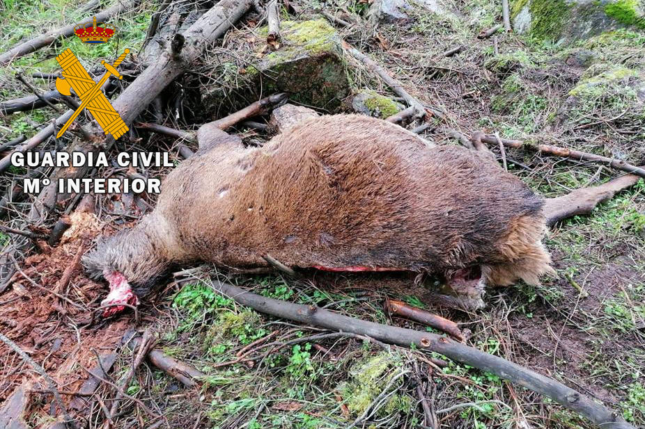 La Guardia Civil investiga a una persona como presunta autora de un delito contra la Protección de la Fauna y Flora en la finca de Lugar Nuevo