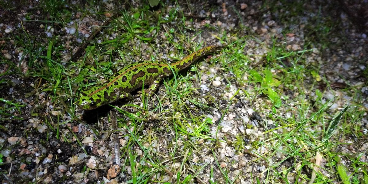 El censo de reptiles de Ameco revela la gran biodiversidad de la zona de parque natural Sierra de Andújar y en la campiña