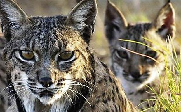 Los últimos estudios revelan la expansión del lince de Andújar hacia otras zonas impensables